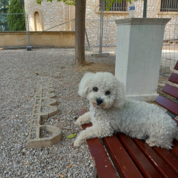 Odile profile