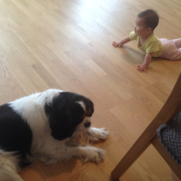 Nicki (chien 4 ans cavalier king tricolor) profile