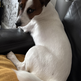 Vasco profile