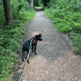 Kobi profile