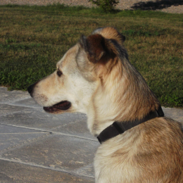 Crums profile