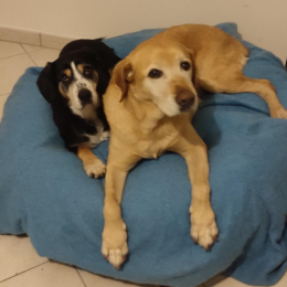 Molly et gloups profile