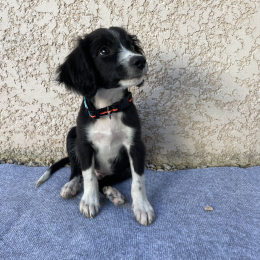 Kiko profile