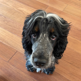 Gus profile