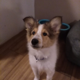 Poopsie profile