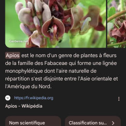 Apios profile