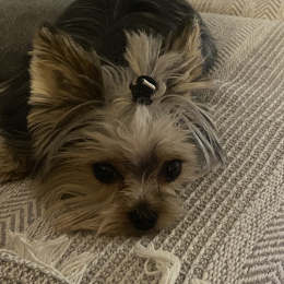 Goliath profile