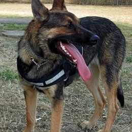 Friska profile