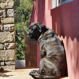 Olly profile