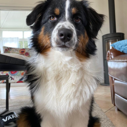 Polly profile