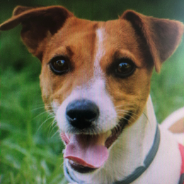 Jack profile