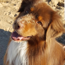 Fidji profile