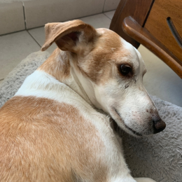 Milou profile