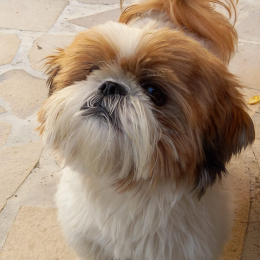 Sylvestre profile