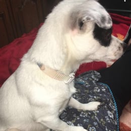 Doggo profile