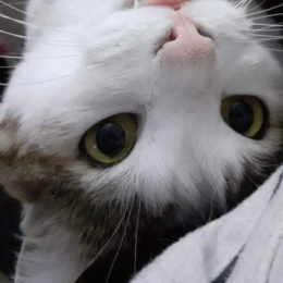 Chat profile