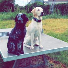 Lola , sam , ryuk profile