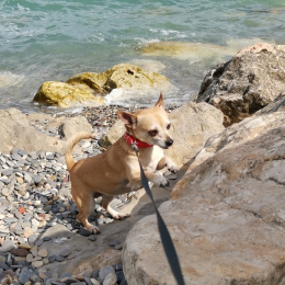 Ines profile