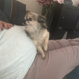 Leila profile