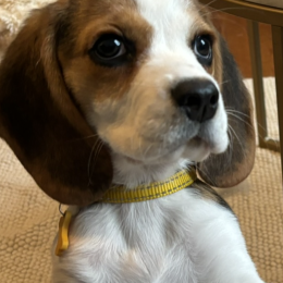 Simone profile