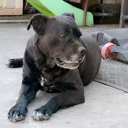 Lola profile