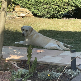 Roxy profile