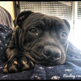 Doggo profile
