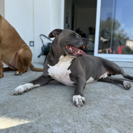 Tyson profile
