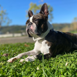 Rio profile