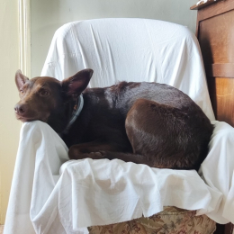 Zoe profile