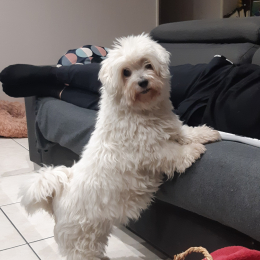 Lilou et guizmo profile