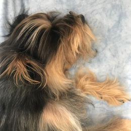 Choupi profile