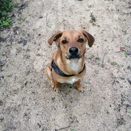Oliver profile