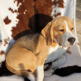 Obelix profile