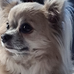 Guizmo,  naya et princesse profile
