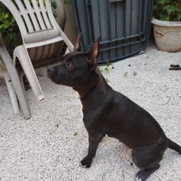 Belle profile