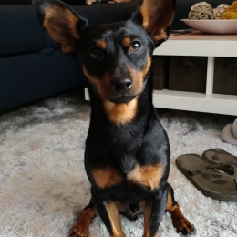 Olémin profile