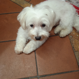 Lillo profile