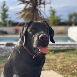 Valko profile