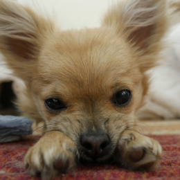 Amon & gaïa profile