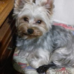 Teo profile