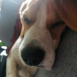 Yonah profile
