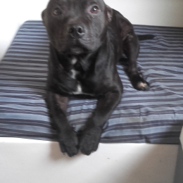 Onyx profile