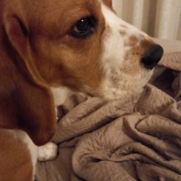 Sara profile