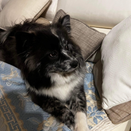 Skya profile