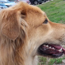 Doggo profile