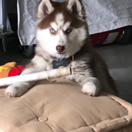 Roy profile