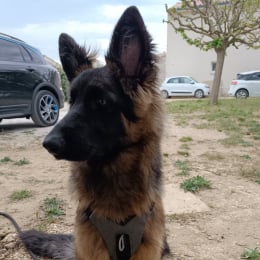 Tama profile