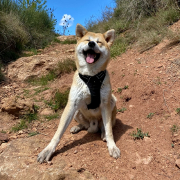 Sparky profile