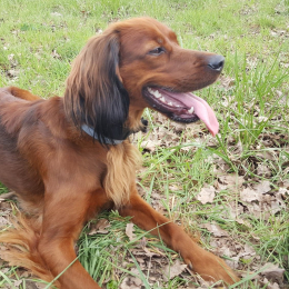 Mélopée profile